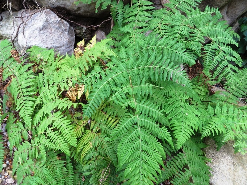 Hypolepis sparsisora photo 2