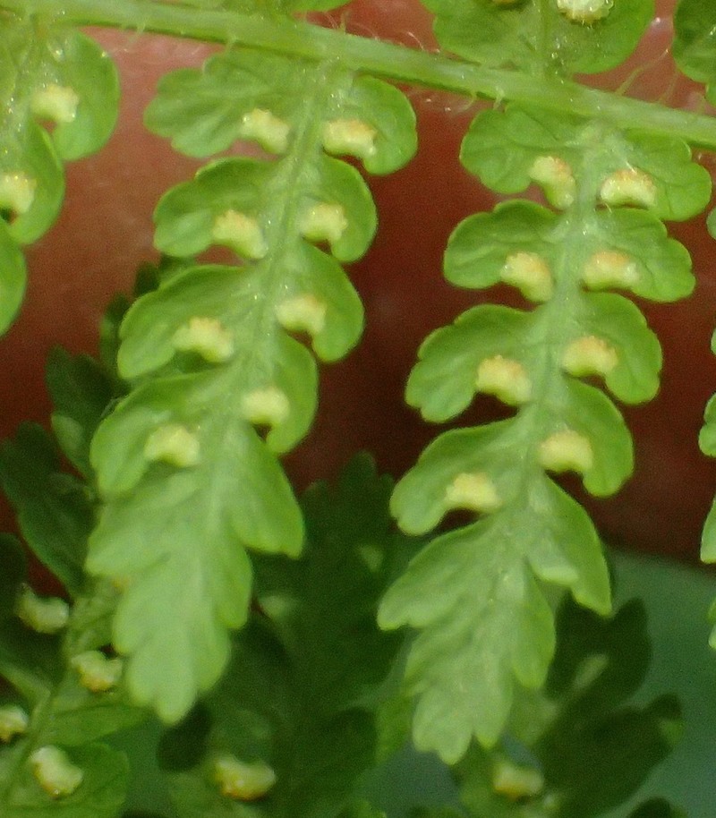 Hypolepis sparsisora photo 5