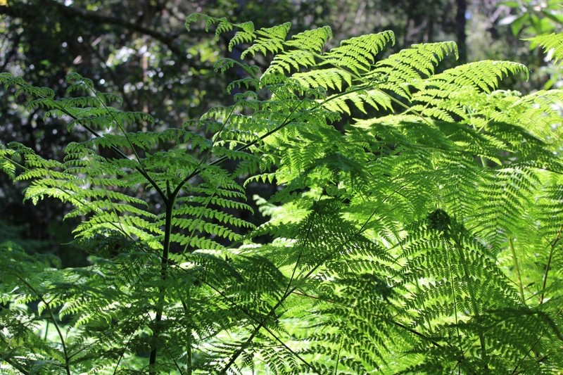 Hypolepis sparsisora photo 6