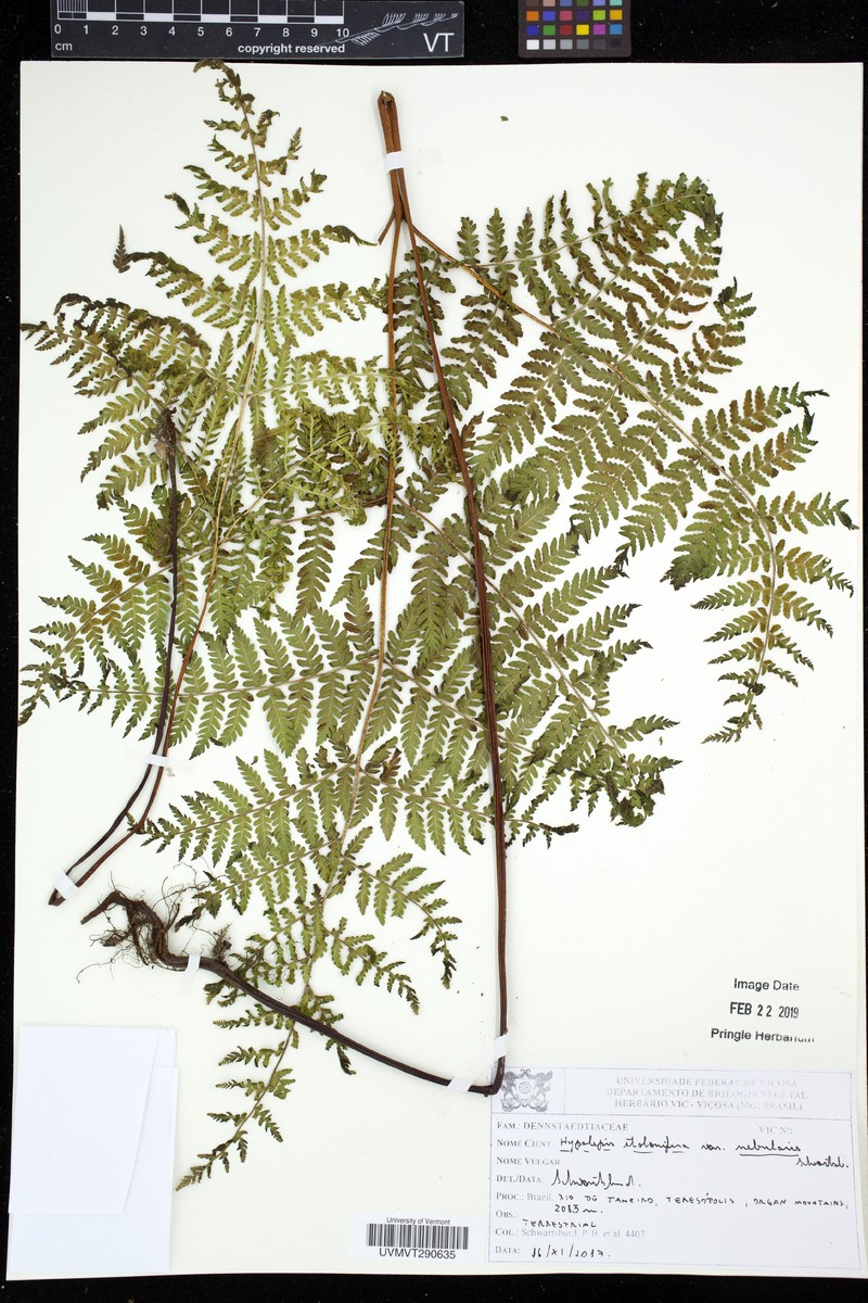 Hypolepis stolonifera
