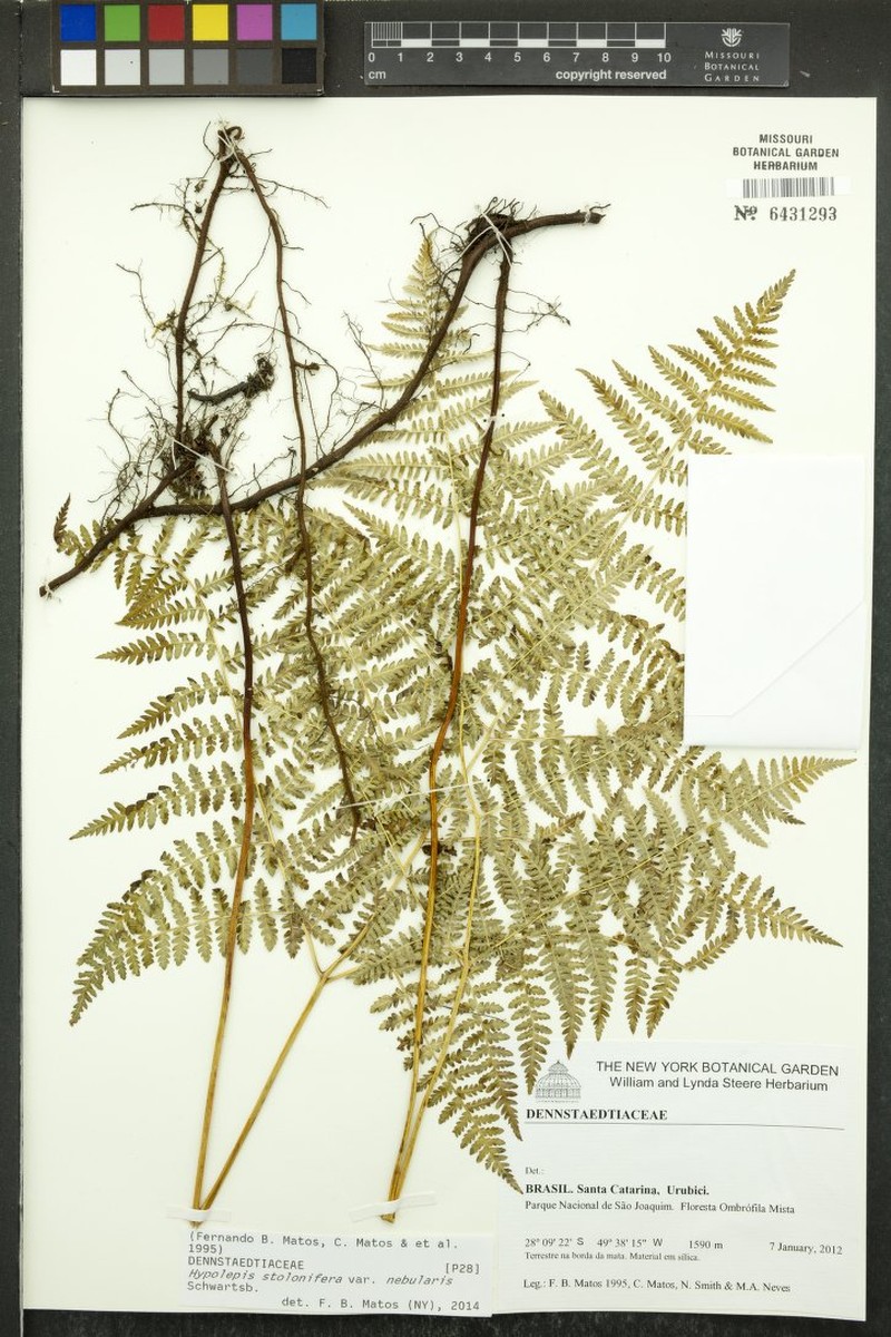 Hypolepis stolonifera photo 2