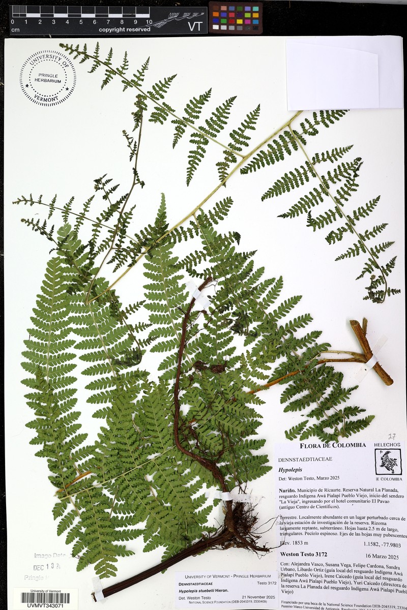 Hypolepis stuebelii