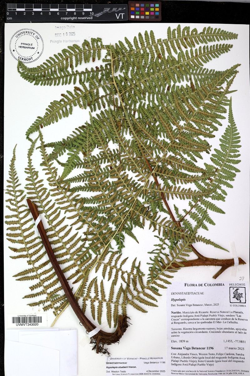 Hypolepis stuebelii photo 2