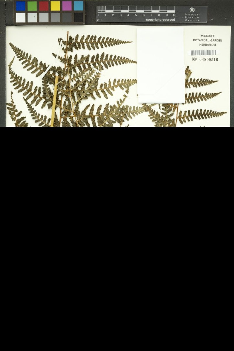 Hypolepis stuebelii photo 3