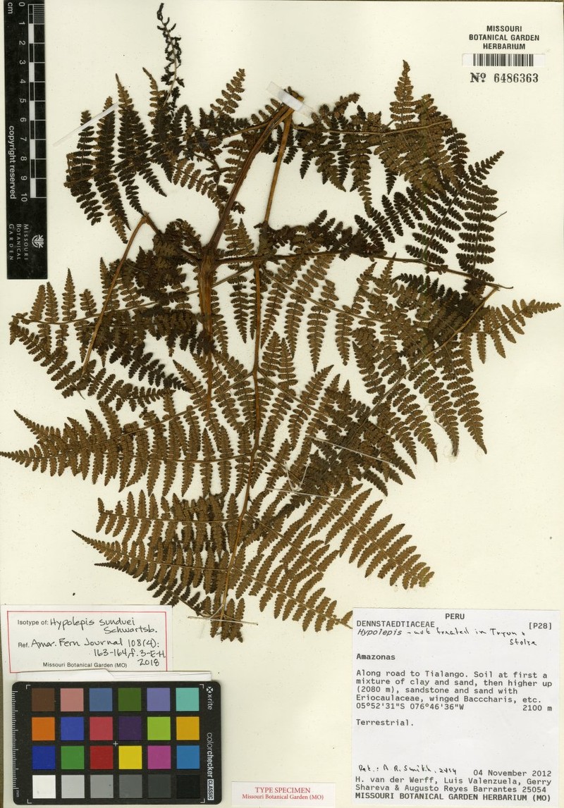 Hypolepis sunduei