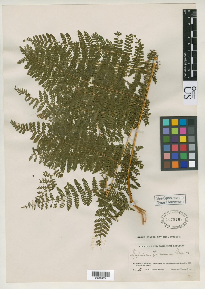 Royal Beadfern