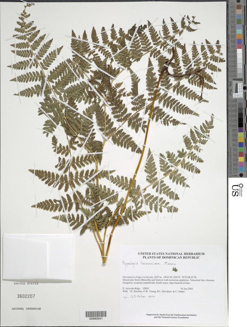 Royal Beadfern