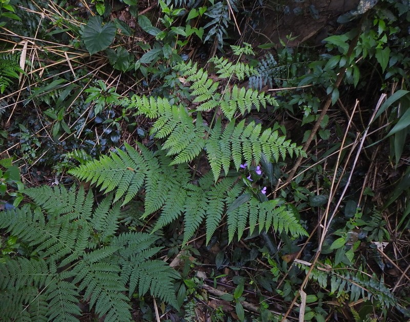 Hypolepis tenuifolia