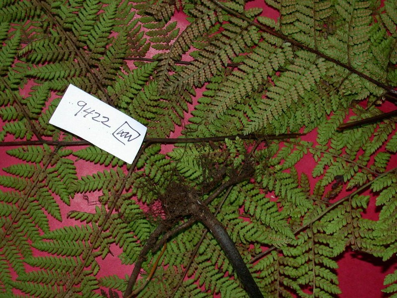 Hypolepis tenuifolia photo 2