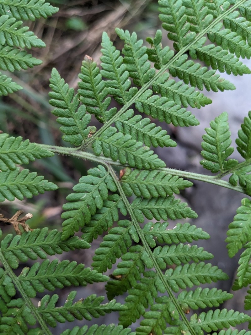 Hypolepis tenuifolia photo 3