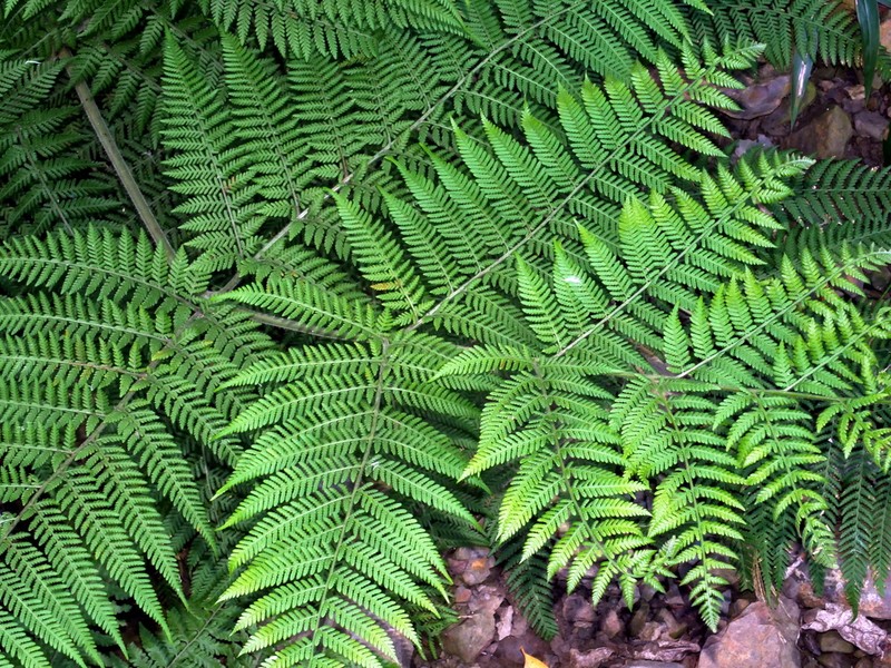 Hypolepis tenuifolia photo 4