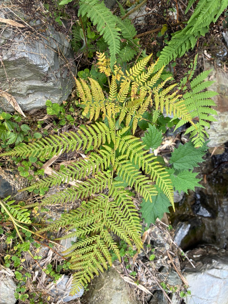 Hypolepis tenuifolia photo 5
