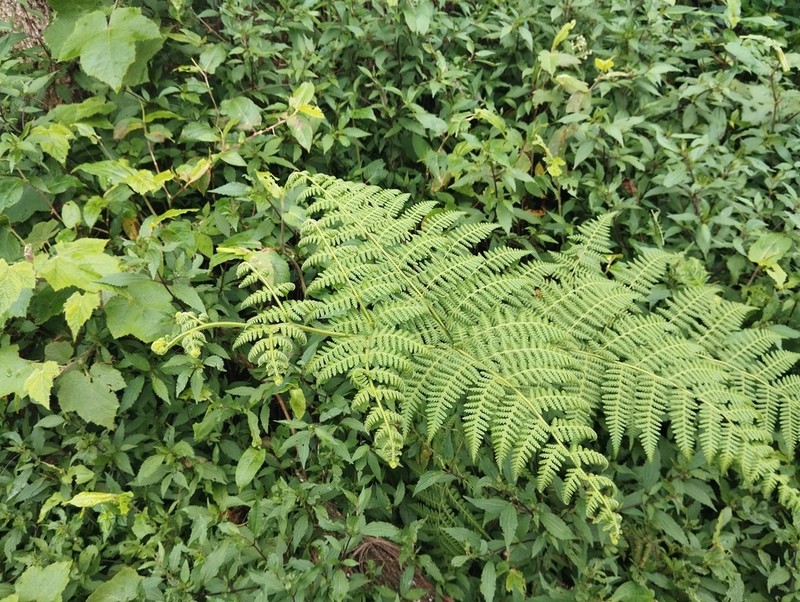 Hypolepis tenuifolia photo 6