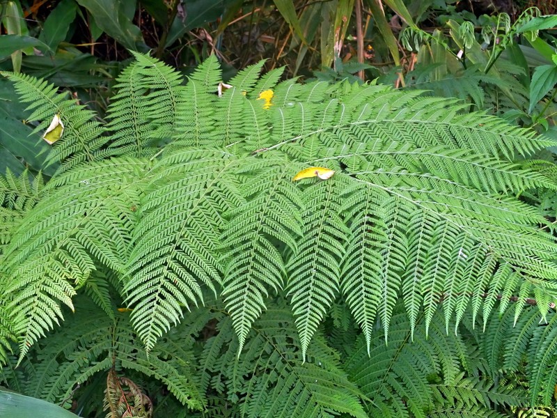 Hypolepis tenuifolia photo 7