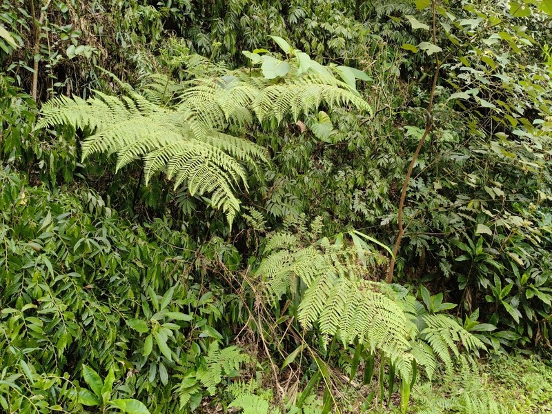 Hypolepis tenuifolia photo 8