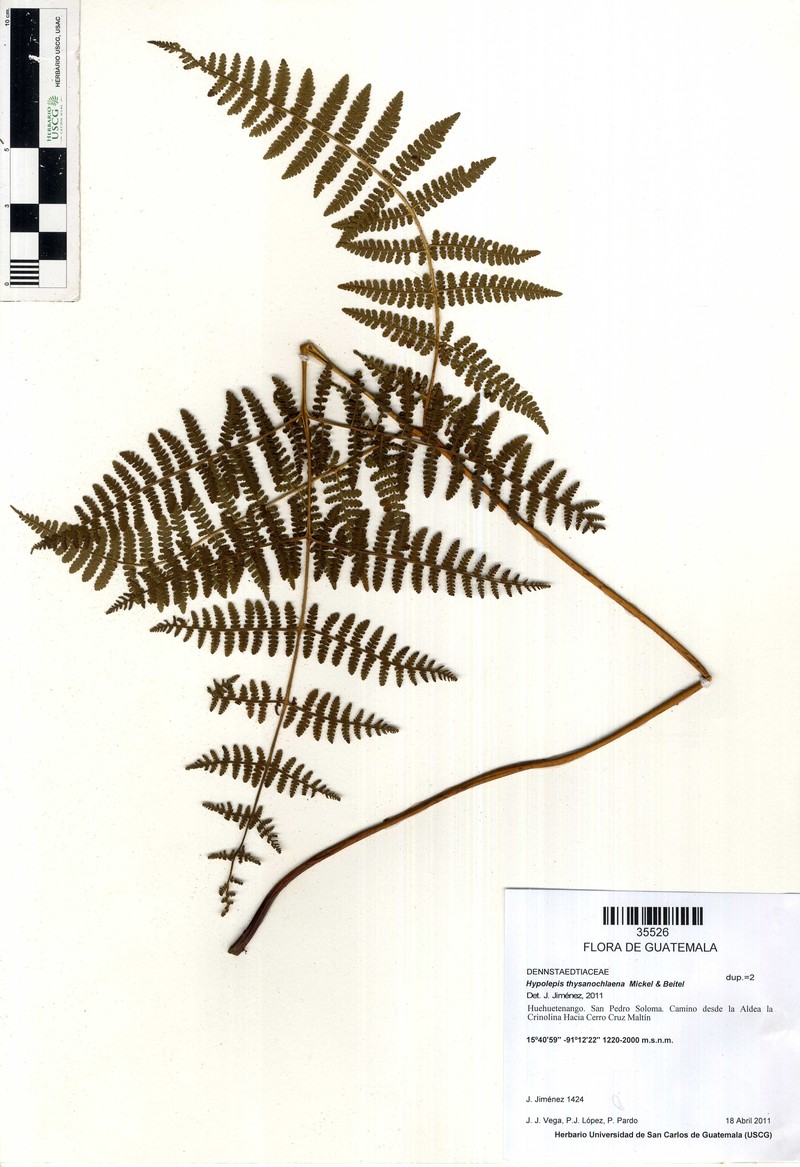 Hypolepis thysanochlaena