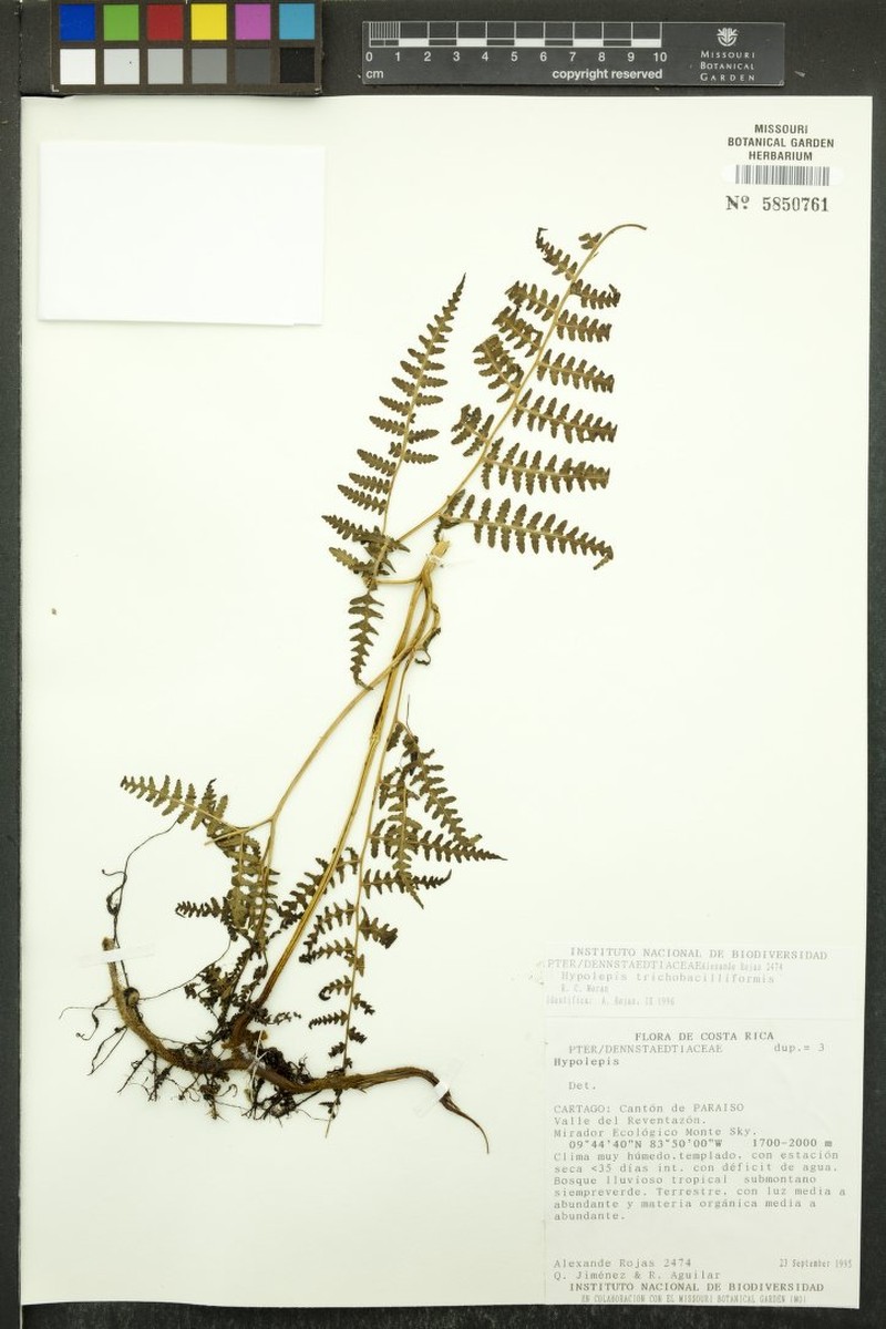 Hypolepis trichobacilliformis photo 2