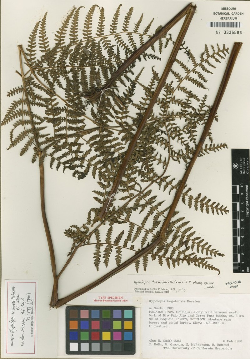Hypolepis trichobacilliformis photo 3