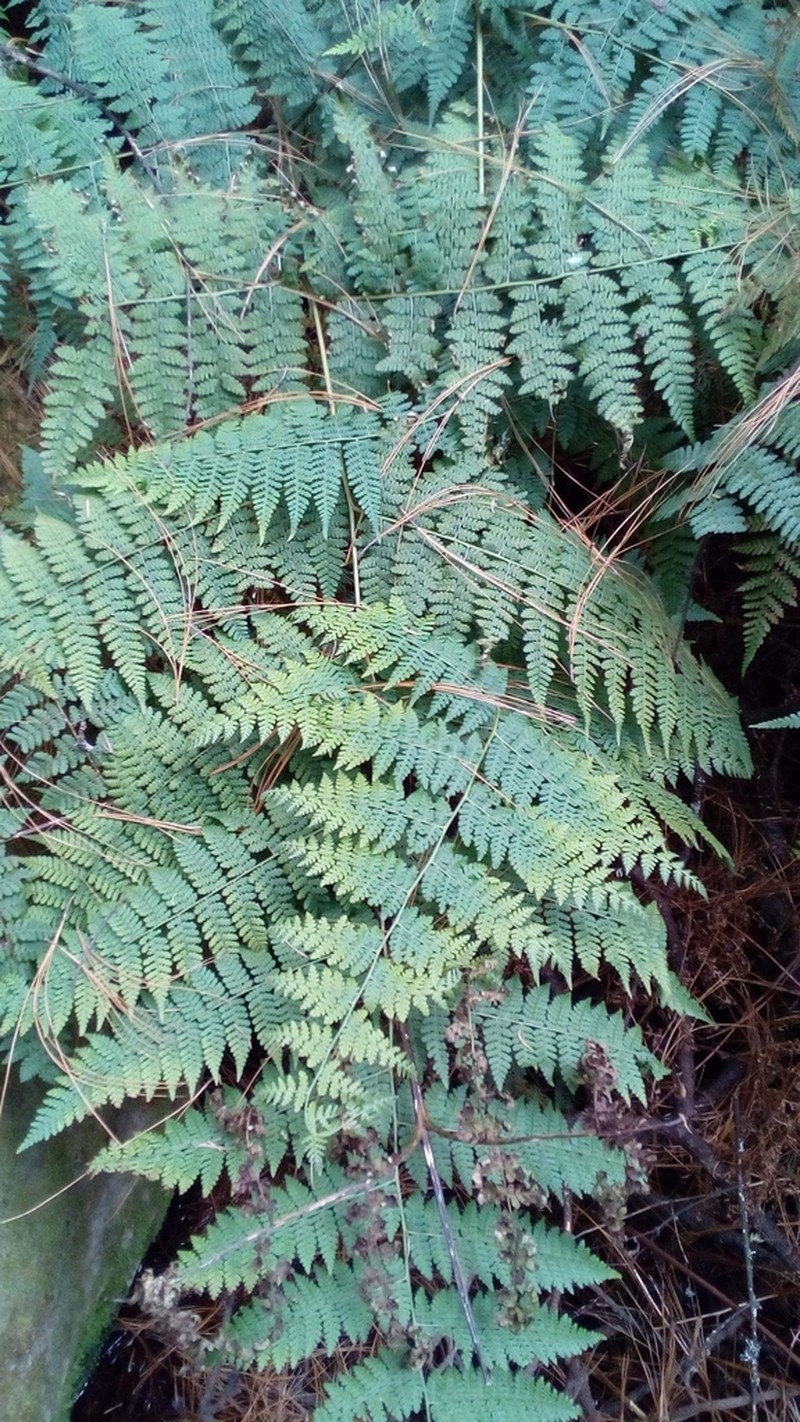 Hypolepis trichochlaena photo 3