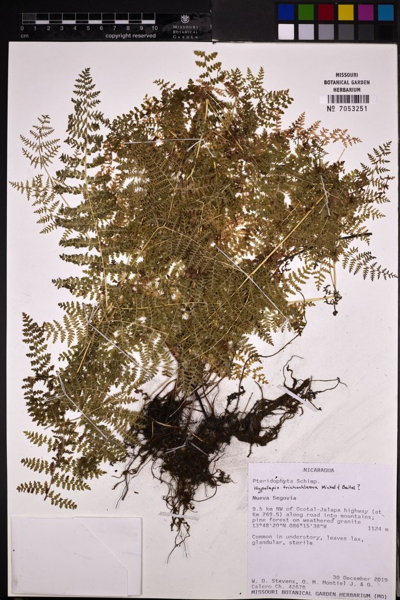 Hypolepis trichochlaena photo 4