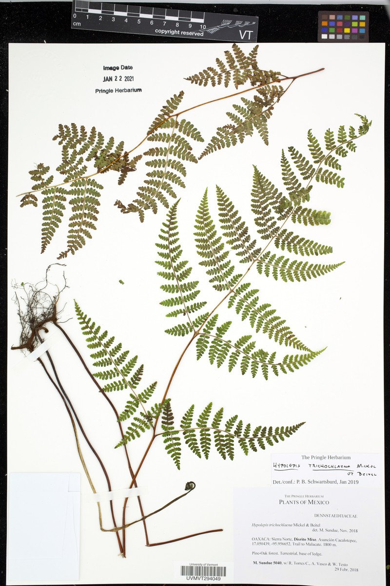 Hypolepis trichochlaena photo 5