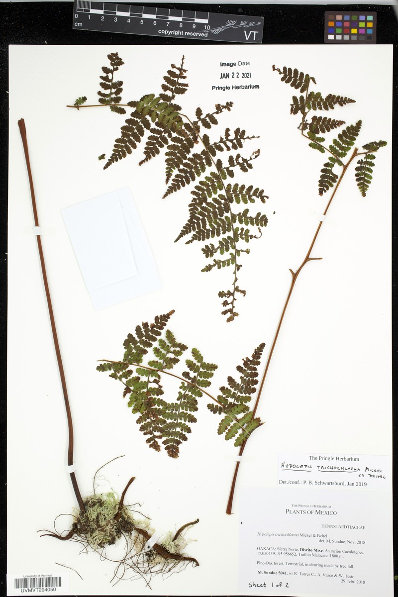Hypolepis trichochlaena photo 6