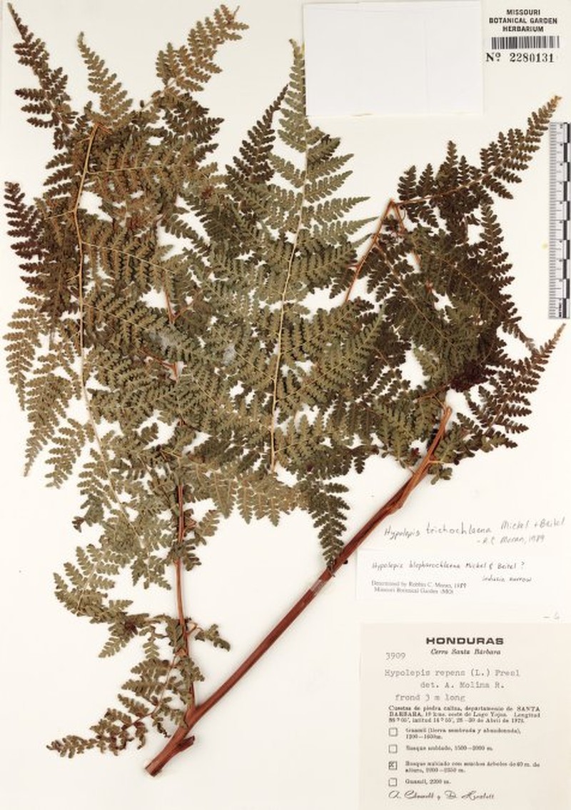 Hypolepis trichochlaena photo 7
