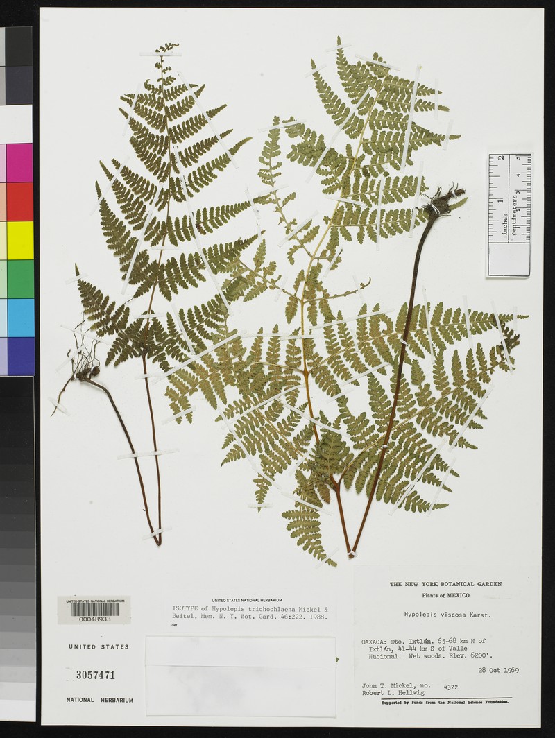 Hypolepis trichochlaena