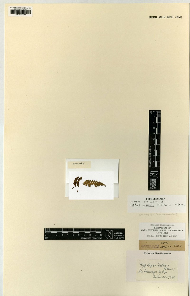 Hypolepis urbani