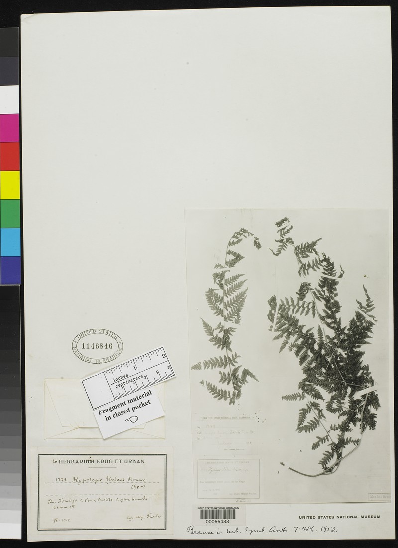 Ponce Beadfern