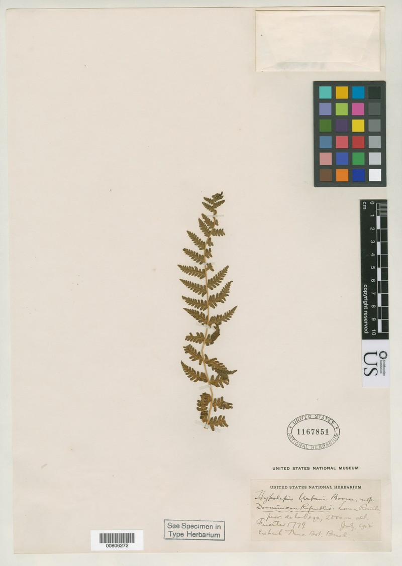 Ponce Beadfern photo 2