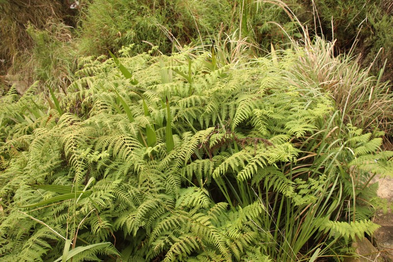 Hypolepis villosoviscida