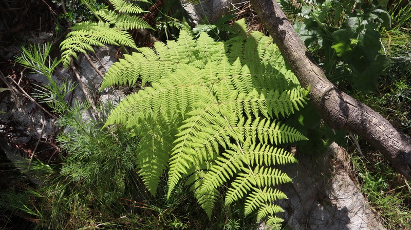 Hypolepis villosoviscida photo 2