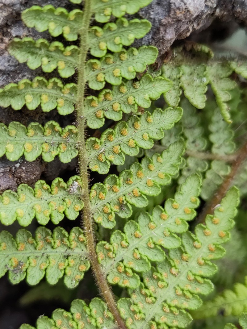 Hypolepis villosoviscida photo 3