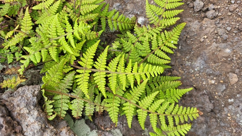 Hypolepis villosoviscida photo 4