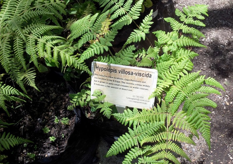 Hypolepis viscida