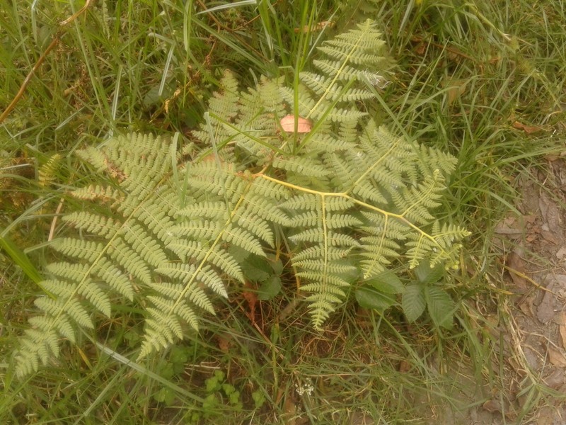 Hypolepis viscosa