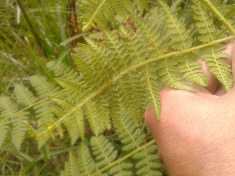 Hypolepis viscosa photo 2