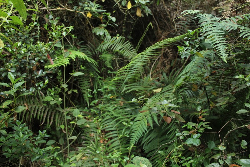Hypolepis viscosa photo 4