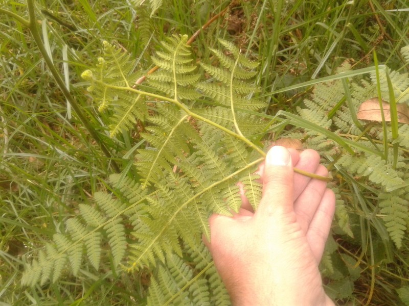 Hypolepis viscosa photo 5