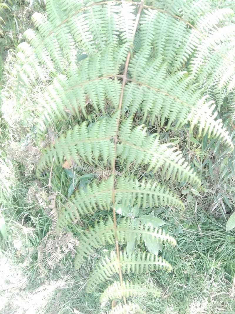 Hypolepis viscosa photo 6