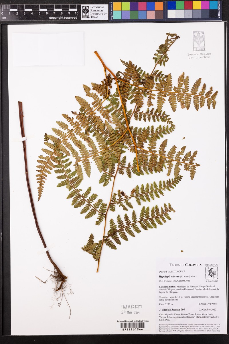 Hypolepis viscosa photo 7