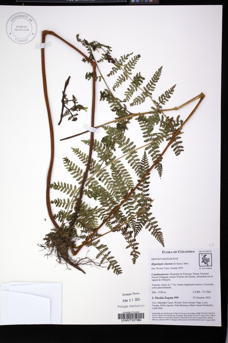 Hypolepis viscosa photo 8