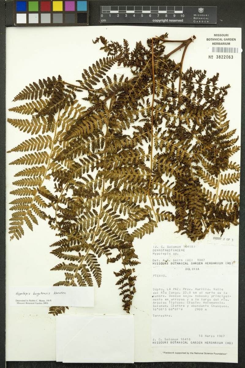 Hypolepis woodii