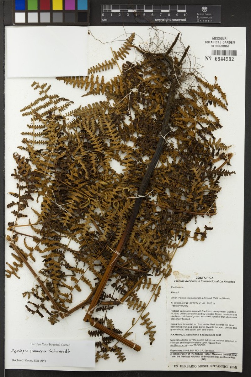 Hypolepis zimmerae