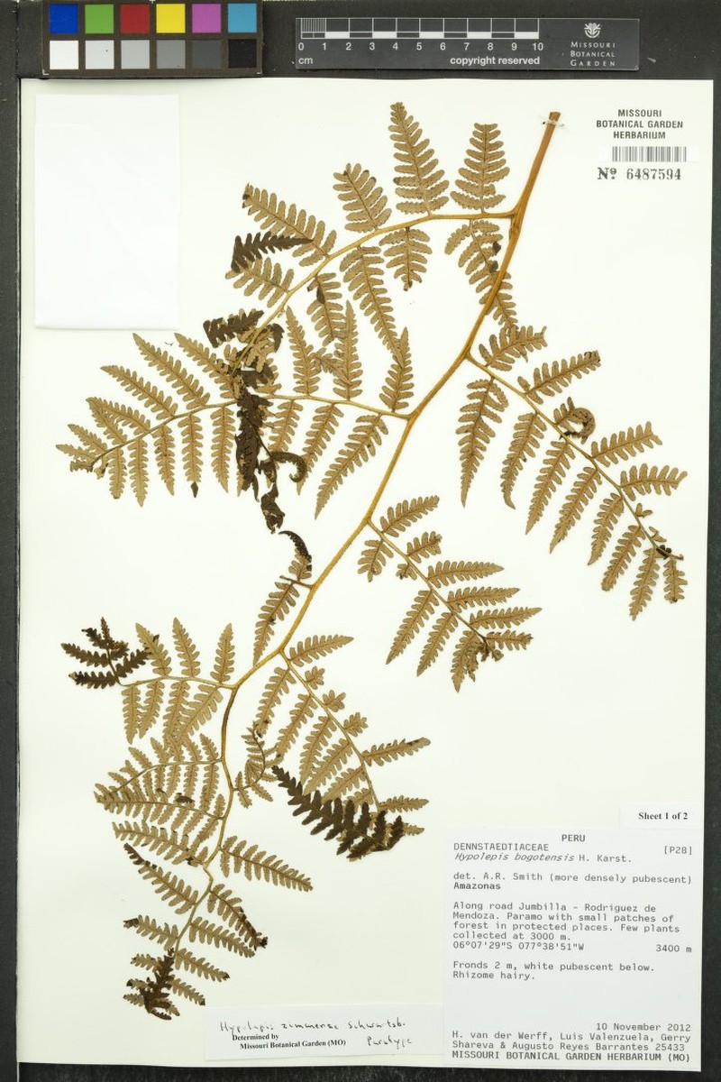Hypolepis zimmerae photo 2