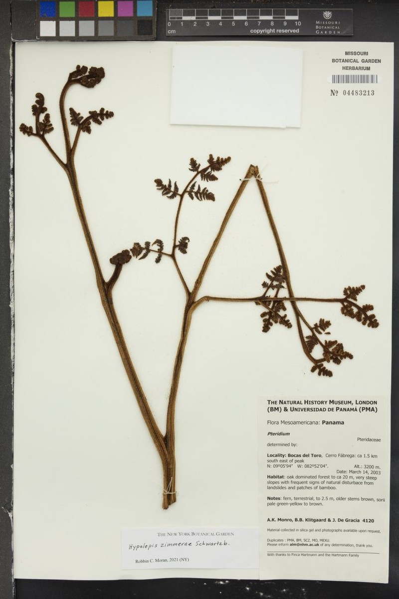 Hypolepis zimmerae photo 3