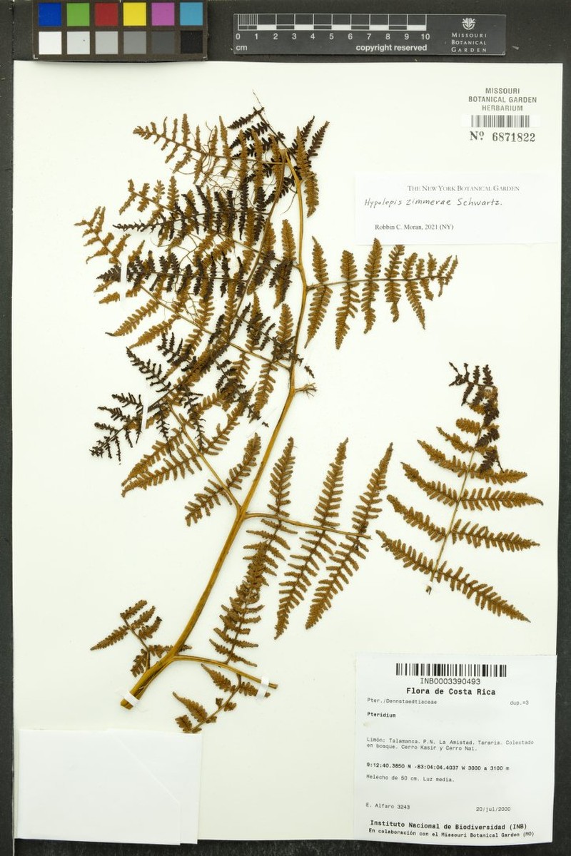 Hypolepis zimmerae photo 4