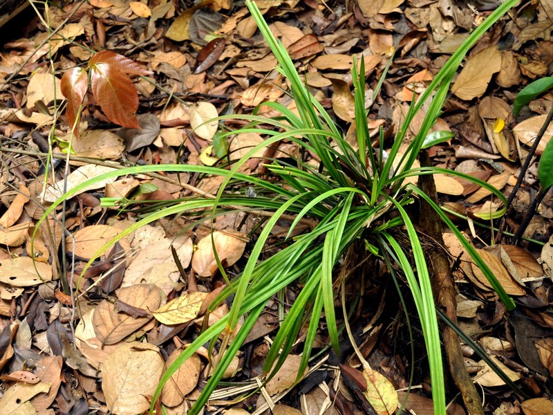 Woodland Hypolytrum photo 3