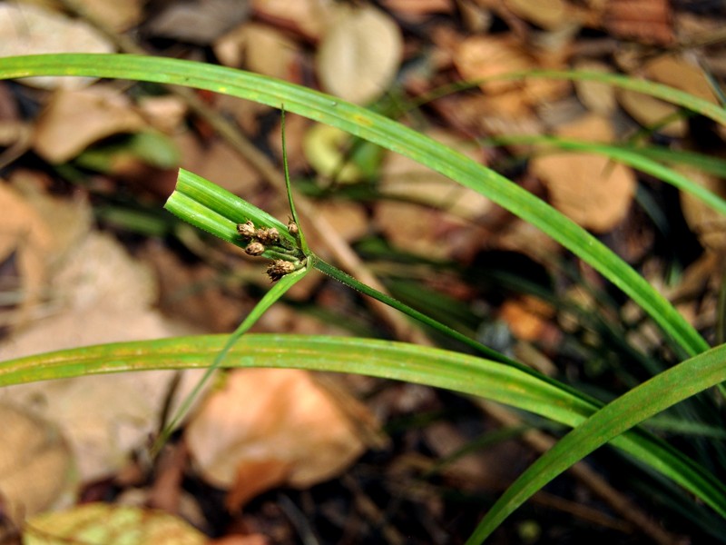 Woodland Hypolytrum photo 4